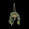 Ygo Hangplant PATRI in Mand Ass.| Woondecoratie