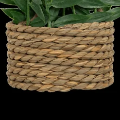 Ygo Hangplant PATRI in Mand Ass.| Woondecoratie
