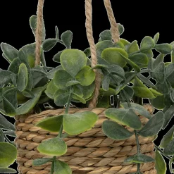 Ygo Hangplant PATRI in Mand Ass.| Woondecoratie
