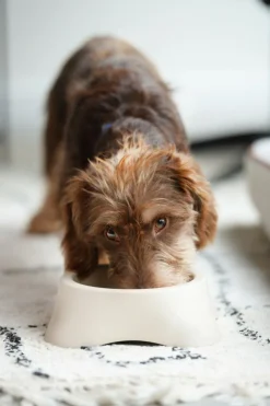 Ygo Voederbak LASSIE Rnd Plst. Beige S| Voederbakken